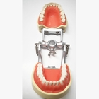 L'histologie dentaire de modèles d'étude de résine, les dents orthodontiques non toxiques modèlent