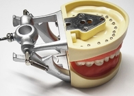 L'histologie dentaire de modèles d'étude de résine, les dents orthodontiques non toxiques modèlent